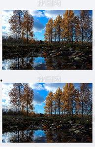 白杨背景资料,坚韧不拔的象征，探寻其背后的故事与精神